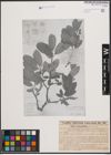 Foto von Salix crataegifolia Bertol.